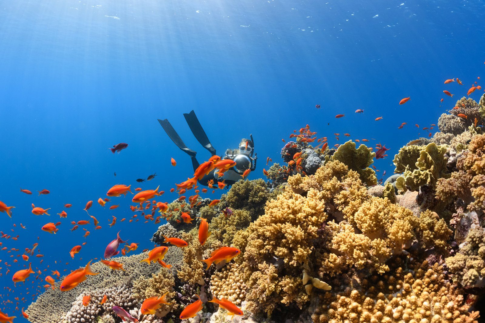 Scuba diving in Murudeshwar guide