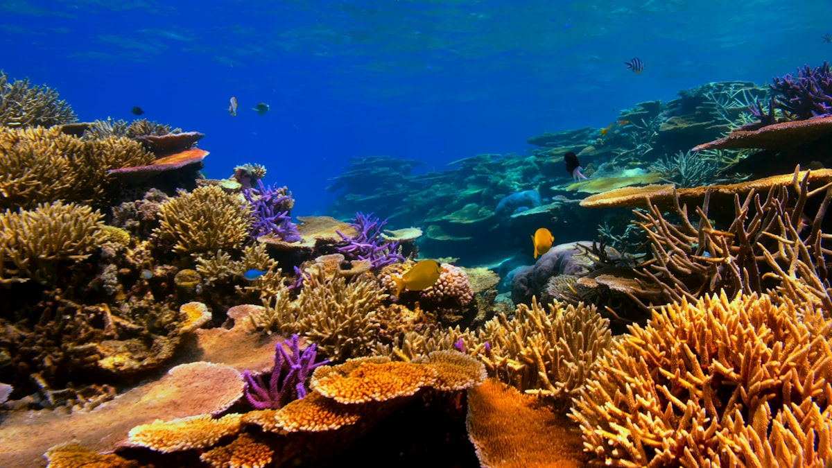 Scuba diving for non-swimmers guide